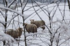 E.H. Schafe im Schnee
