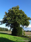Ahlder Linde