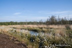 Moor at (2 von 7)