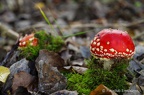 IMG42147-FB