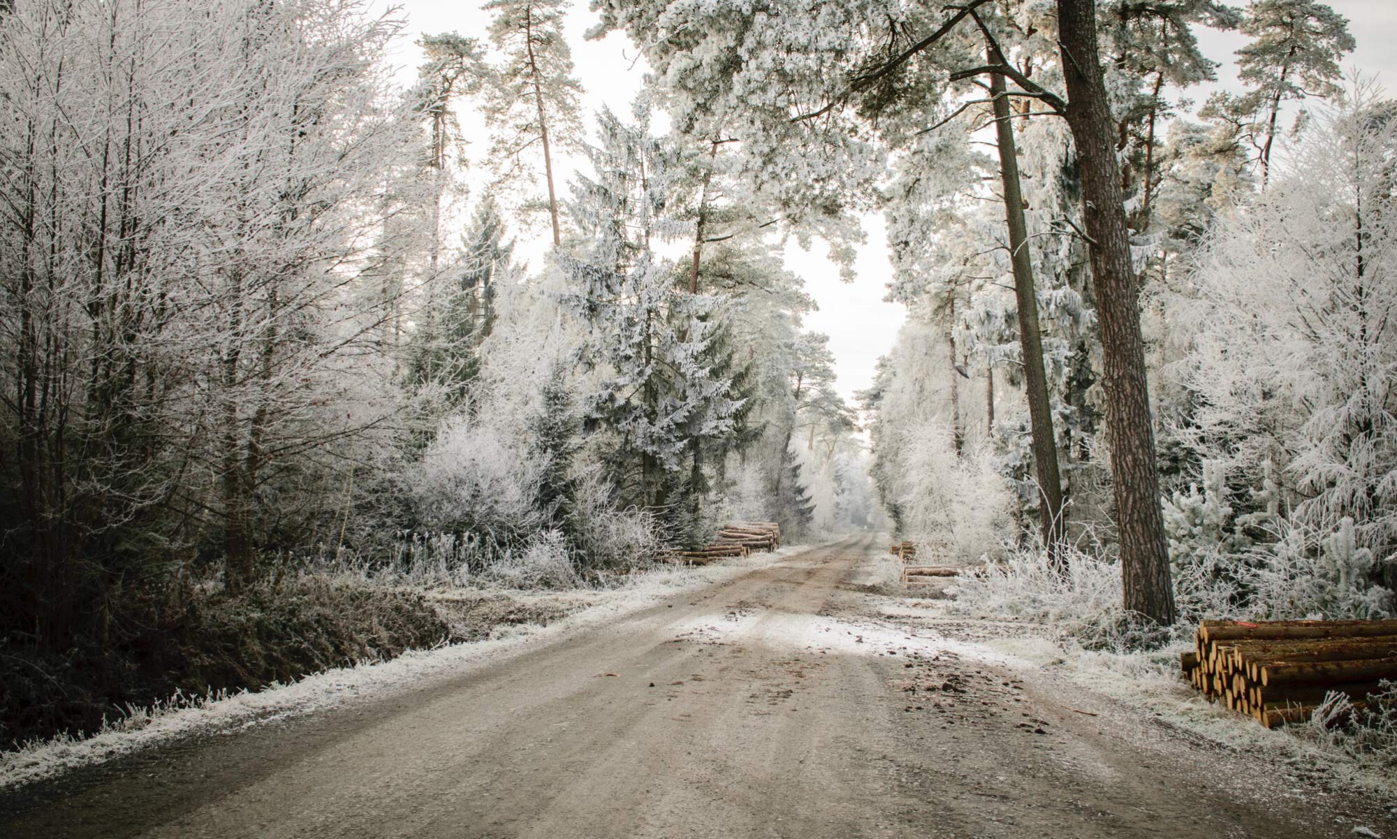 Forstweg Gut Stovern in Salzbergen